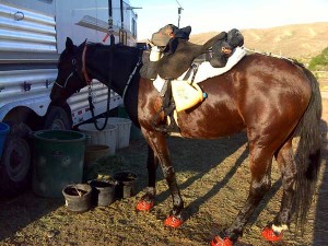 Renegade Horse Boots